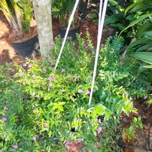 Hoa cẩm tú mai trồng chậu treo
