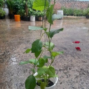 Cây giống dưa tây