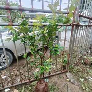 Cây cherry Nam Mỹ