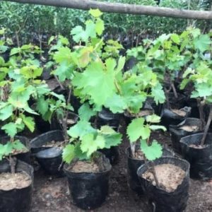 Cây giống nho ngón tay