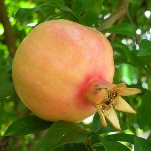 Cây lựu bạch trồng chậu