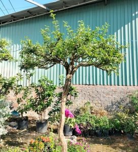 Cây sơ ri tán dù