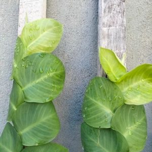 Cây tắc kè thái lá lớn