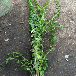 Cây cúc tần ấn độ trồng ban công sân thượng