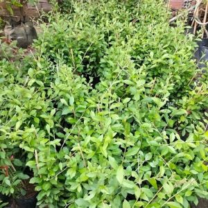 Cây cúc tần ấn độ trồng ban công sân thượng