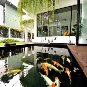 Cây cúc tần ấn độ trồng ban công sân thượng