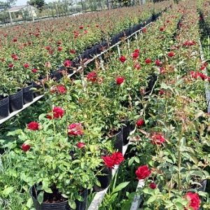 Cây hoa hồng đỏ siêu nụ