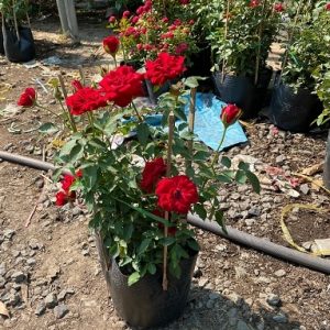 Cây hoa hồng đỏ siêu nụ