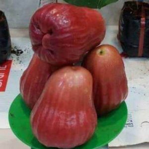 Cây mận hồng sóc trăng