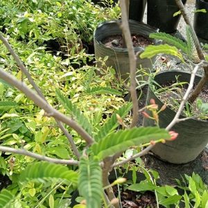 Cây me thái trồng chậu có trái