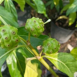 Cây nhàu trồng chậu