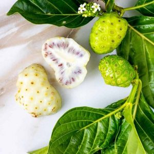 Cây nhàu trồng chậu