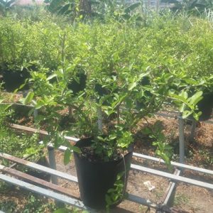 Cây sơ ri trồng chậu