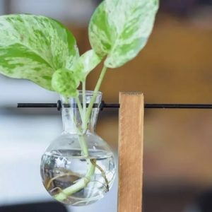 Cây trầu bà sữa trồng chậu