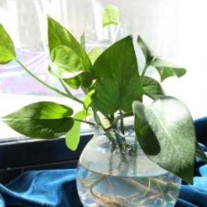 Cây trầu bà trồng chậu thủy sinh