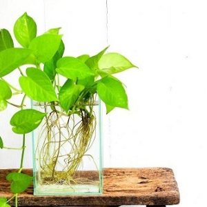 Cây trầu bà trồng chậu thủy sinh