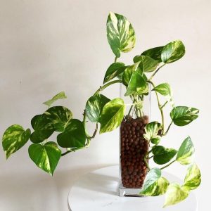 Cây trầu bà việt trồng chậu thủy sinh