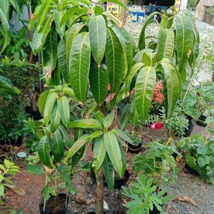 Cây xoài đài loan trồng chậu