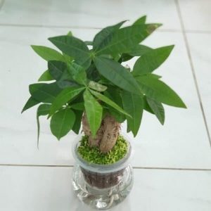 Cây kim ngân trồng chậu thủy sinh để bàn