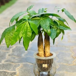 Cây kim ngân trồng chậu thủy sinh để bàn