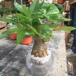 Cây kim ngân trồng chậu thủy sinh để bàn