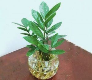 Cây kim tiền thủy sinh