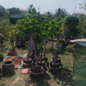 Cây mít thái trưởng thành