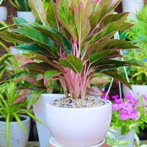 Cây phú quý trồng chậu để bàn