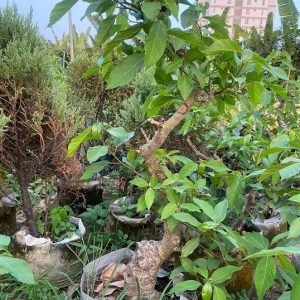 Cây sung bonsai trồng chậu