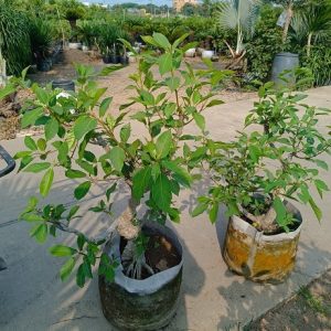 Cây sung bonsai trồng chậu