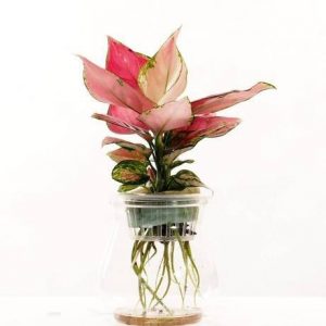 Cây vạn lộc trồng chậu thủy sinh