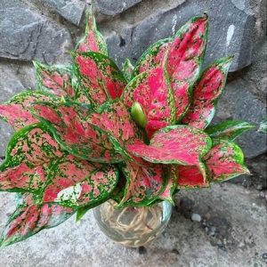 Cây vạn lộc trồng chậu thủy sinh