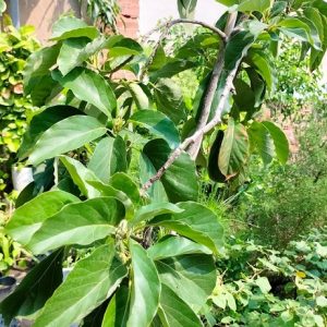 Cây bơ 034 trưởng thành chuẩn bị có trái