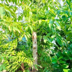 Hình ảnh: Cây cóc thái trưởng thành, gốc lớn tại vườn