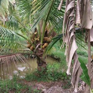 Cây dừa xiêm lùn trưởng thành cao 3m đang có trái