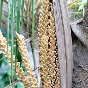 Cây dừa xiêm lùn trưởng thành cao 3m đang có trái