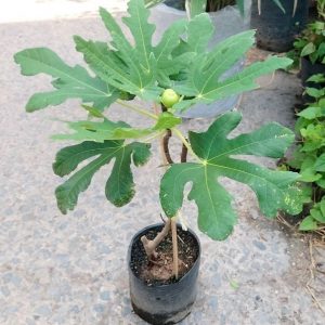 Cây sung mỹ trồng chậu giá rẻ