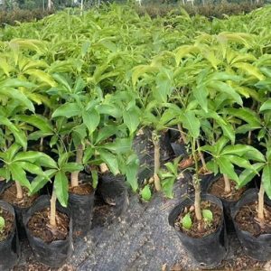 Cây bánh kem giống cao 50cm-70cm