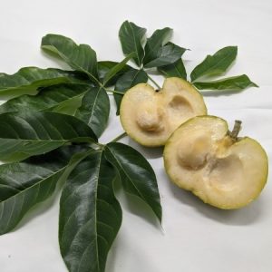 Cây bánh kem giống cao 50cm-70cm