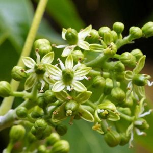 Cây bánh kem giống cao 50cm-70cm