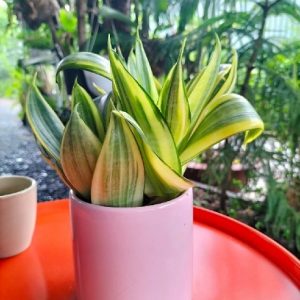 cây lưỡi hổ vàng trồng chậu để bàn