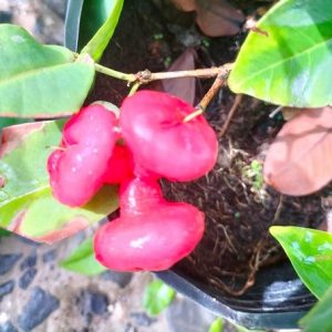 Cây mận hoàng yến trồng chậu có trái