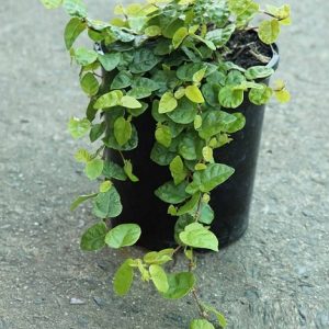 Cây thằn lằn leo bám tường