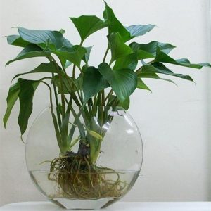 Cây thanh tâm thúy sinh chậu để bàn*