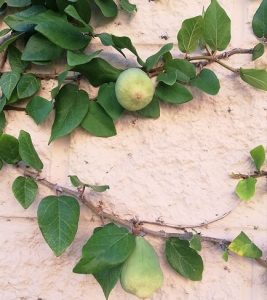 Công dụng của quả trâu cổ thằn lằn