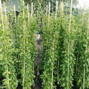 Cúc Tần Ấn Độ Dài 1,5m Giá Sỉ