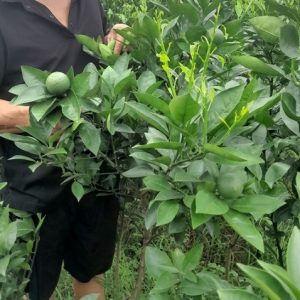 Cây cam vinh trồng chậu có trái