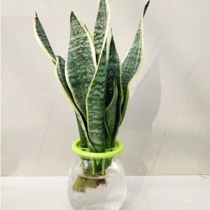 Cây lưỡi hổ trồng chậu thủy sinh để bàn