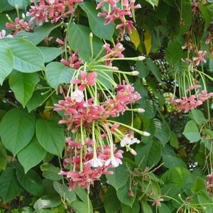 Cây trang leo sử quân tử hoa cánh kép