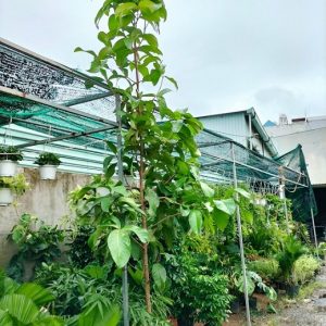 Cây mận điều đỏ miền tây cao 3m